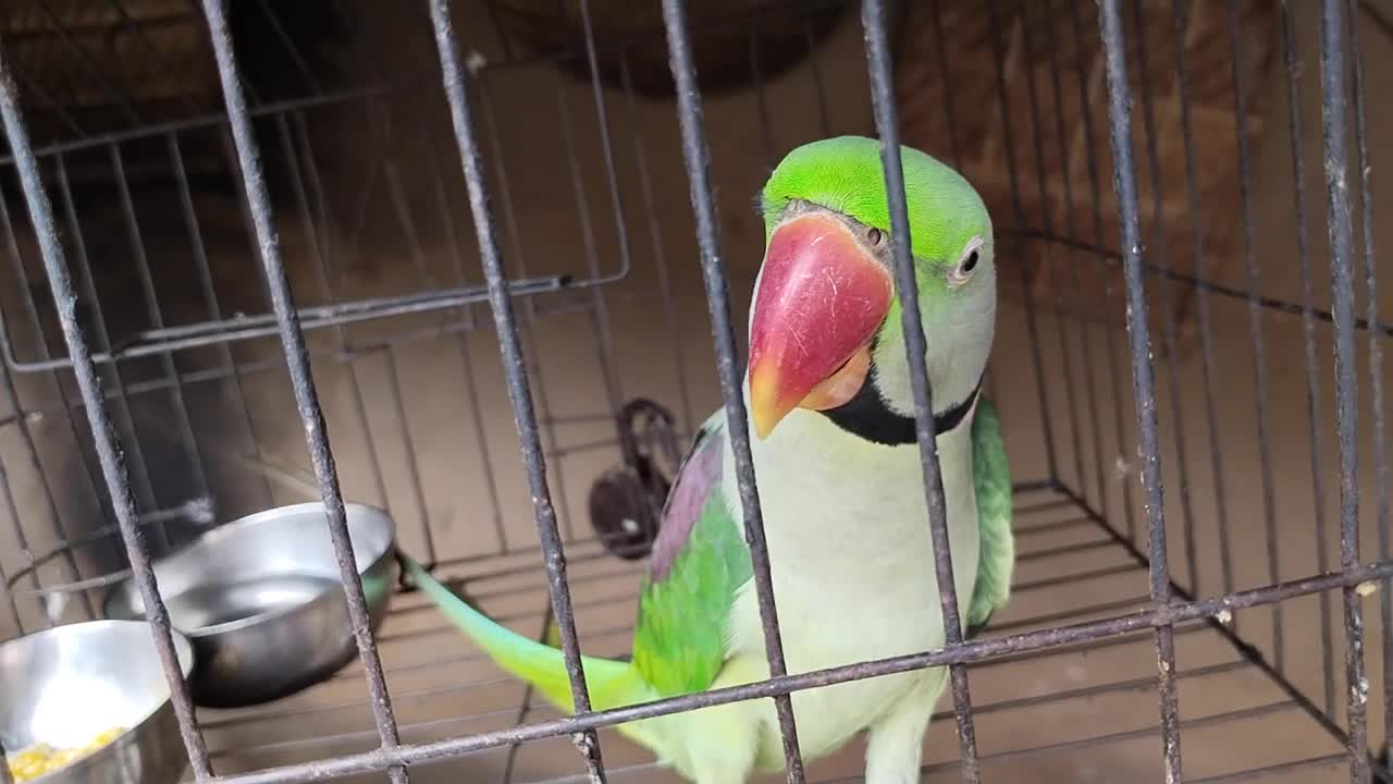 @ Mitu🦜 Amora 🥀hatare dhariki. ✨ khauchi🥜 kou bhalia dekhontu 💯🙏