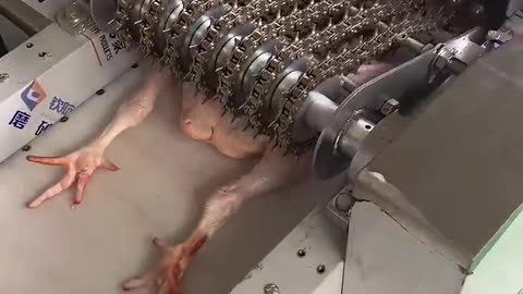 Chicken cutting