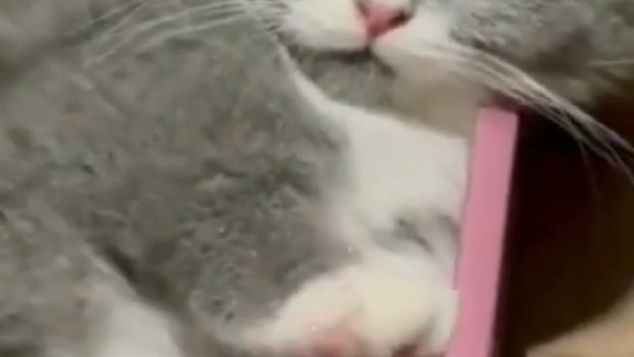 Cute funny cats