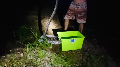 Catching the Second Reticulated Python on Our Land