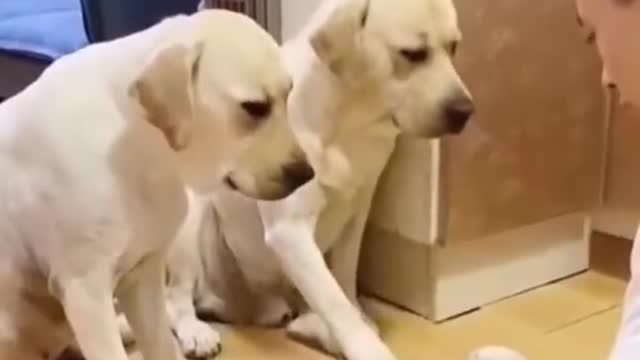 Funny Labrador Dog