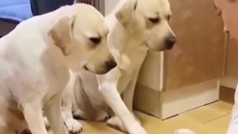 Funny Labrador Dog