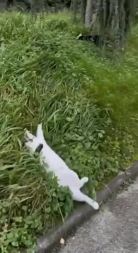 Funny cat_error404🥴🤣