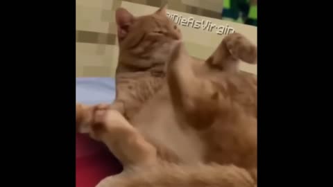 Top 5 Silly Cat