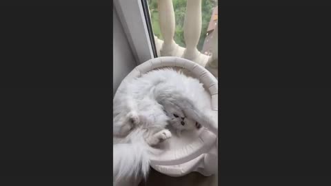 Funniest Cats and Dogs Videos