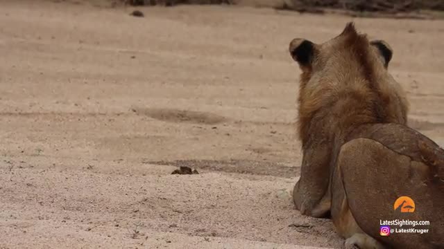 1 Crab Takes on Pride of Lions_Cut