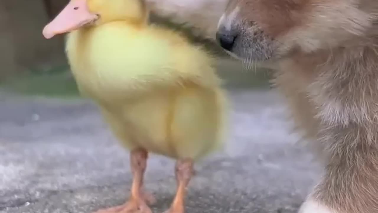 Friendship / puppy and duckling . A beautiful moment #1231 - #shorts