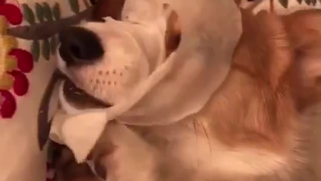 White puppy and dog apply facial mask