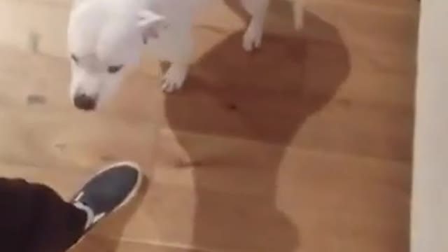 the dog said “You`re not going anywhere without me”