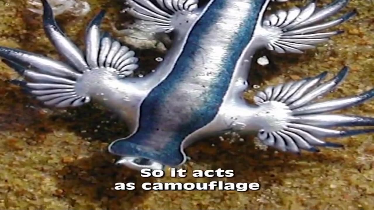 The Glaucus Atlantic