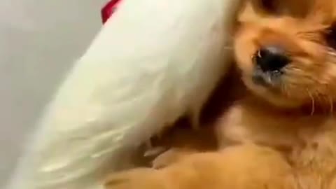 Nice friendship so cute doge