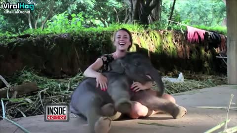 Baby Elephant Surprises Caretaker with a Hug