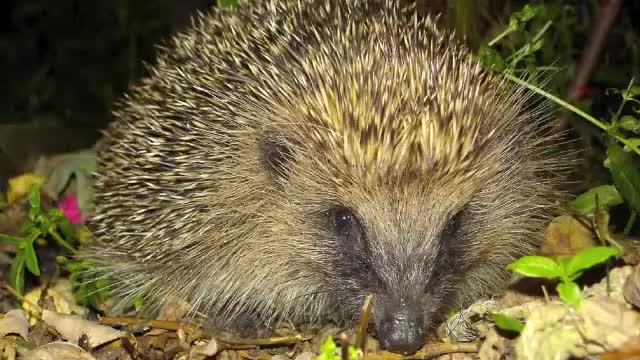 Wildlife of Greece