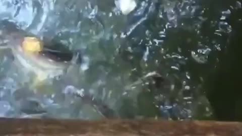 This is a beautiful and charming water-dwelling species