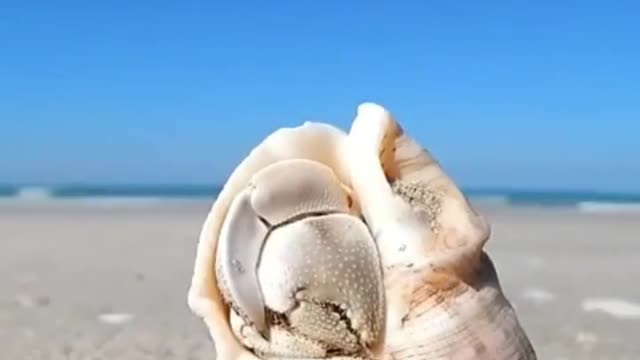 Hermit crab