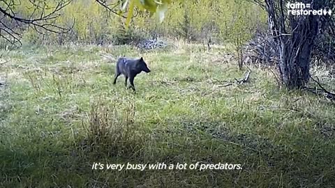 Injured Fawn Deer In Rocky Mountains Gets Adopted | The Dodo Faith = Restored