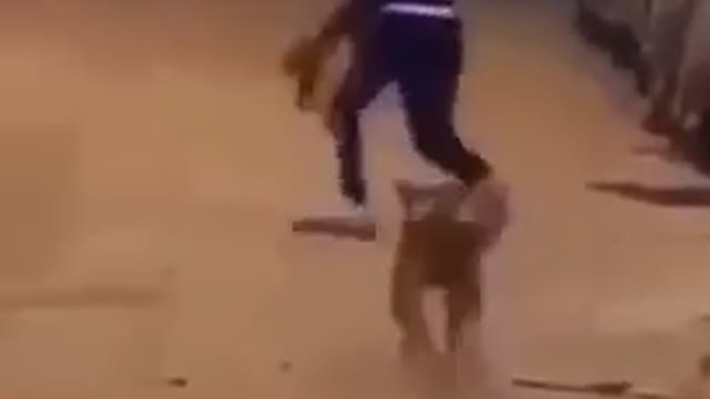 NEVER throw at DOGS!!!