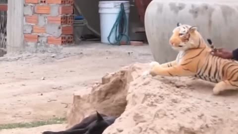 .Prank fake lion and fake tiger prank to dog huge