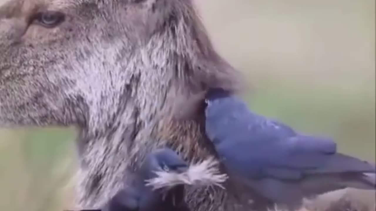 Il semble que ce cerf ne rechigne pas à abandonner