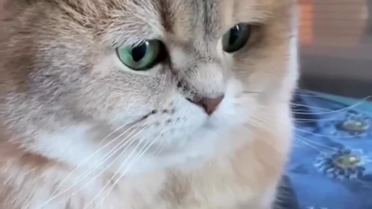 Cute Cats & Funny Cats 😍😍😅😅 #cats #reels #shorts #viral #pets #mmvcats