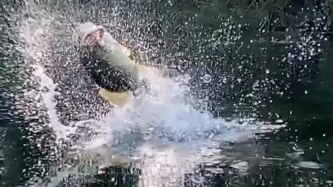 This is a beautiful and charming water-dwelling species