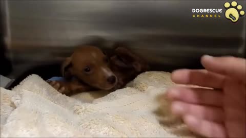 Tiny Puppy Covered by 1000+ of Ticks Gets Rescued