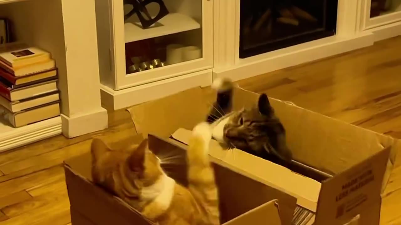 Box fight 😂😂