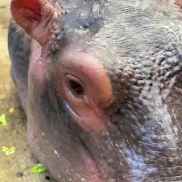 Hippo-licious and loving every moment at the zoo! 🦛❤️ #hippo #zoo #animals #shorts #viralvideo #fyp