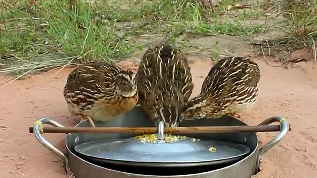 DIY Quail Trap