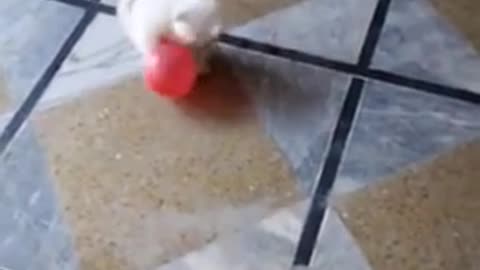 Little kitten play with ballon