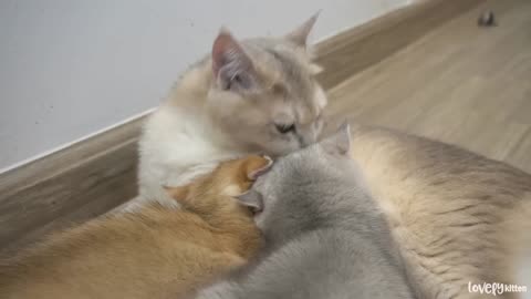 The time playing with mother cat is the happiest time of a kitten