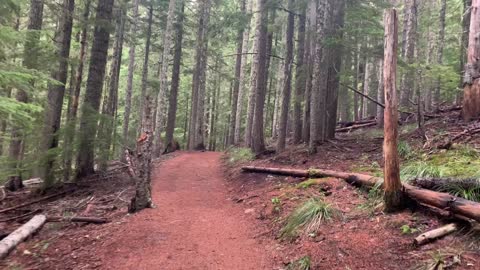 2X Double Speed Hiking Old Growth Forest – Mount Hood – Oregon