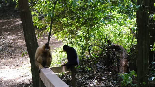 monkey eating and sitting