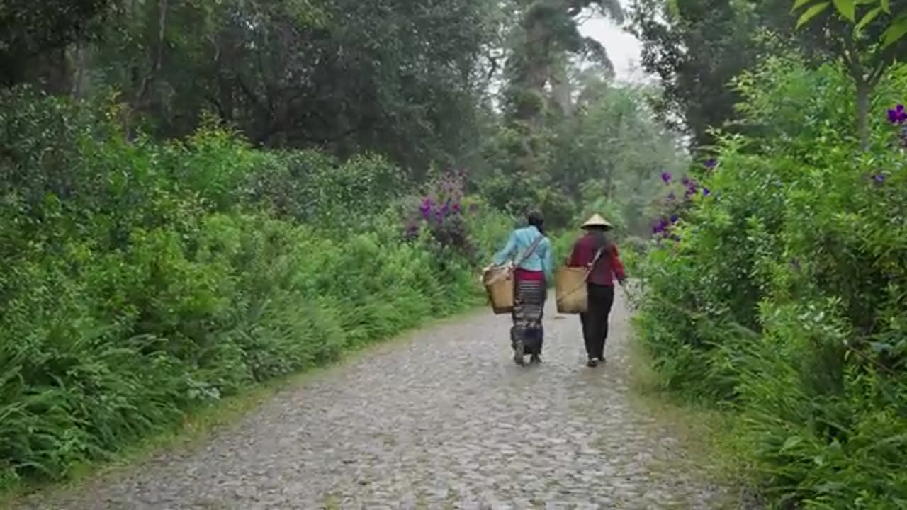 Jingmai Pu er Tea — The Heritage of Yunnan s Thousand-Year Tea Culture