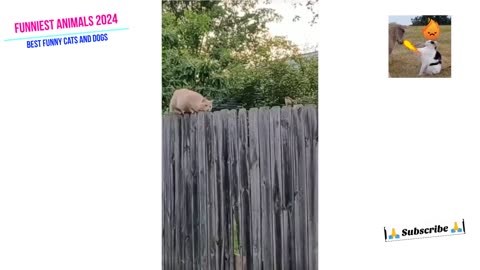 FUNNY ANIMALS VIDEOS 2024.