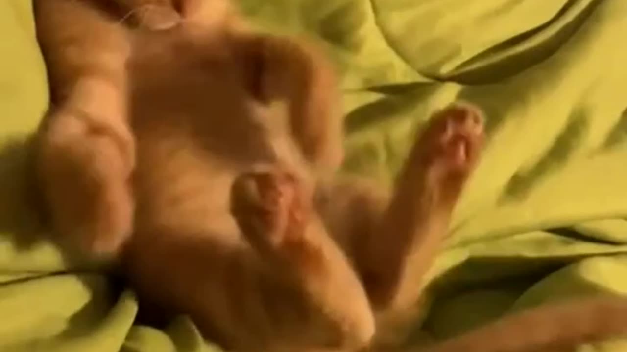 Cute Cat Mesmerized With It's Tail