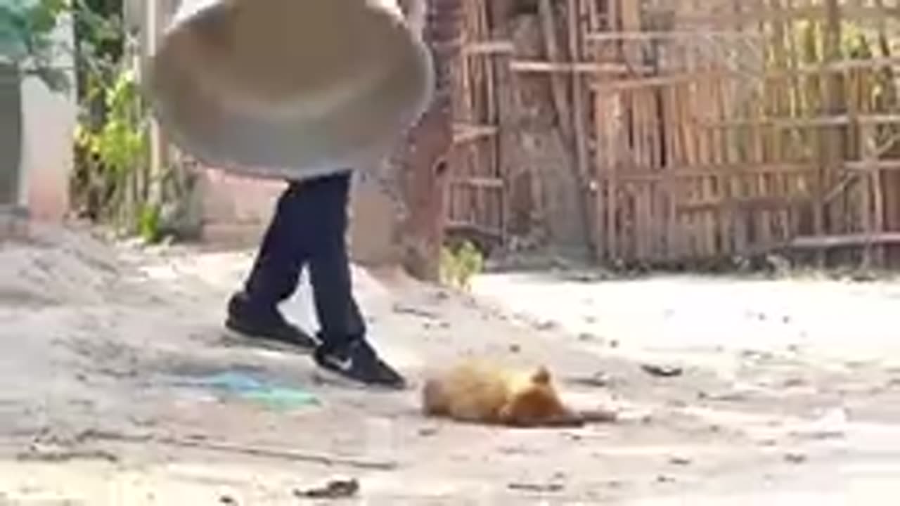 Troll Prank Dog Funny & fake Lion and Fake Tiger Prank To dog & Huge Box Prank to dog
