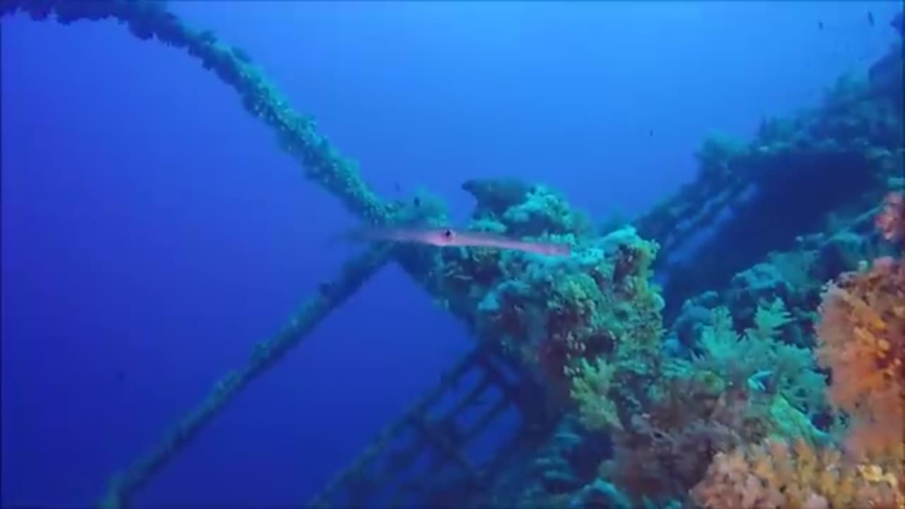 SCUBA DIVING Egypt Red Sea_HD