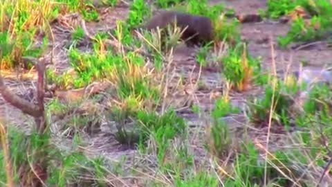 😱😱😱#wildanimals #snake #mongoose #animals