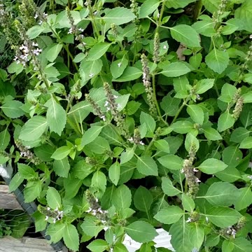 End of September Container Summer Gardening 2024