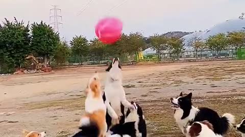 IfdogshadOlympicstoo.