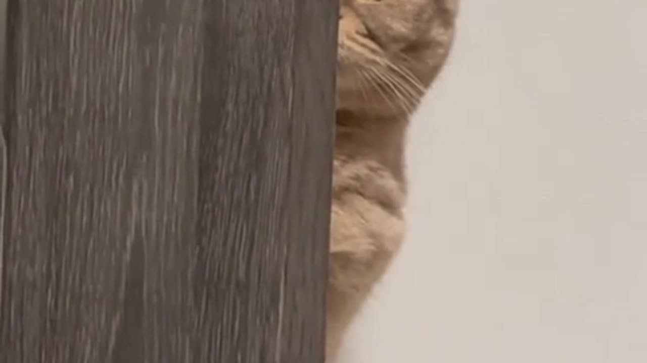 The cat's reaction when the boyfriend first came to the house