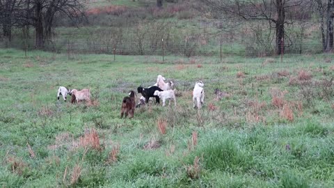 More Baby Goats