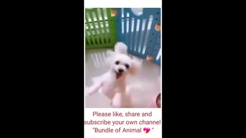 Funnny animal video