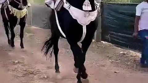 A kind of horseback riding in Morocco