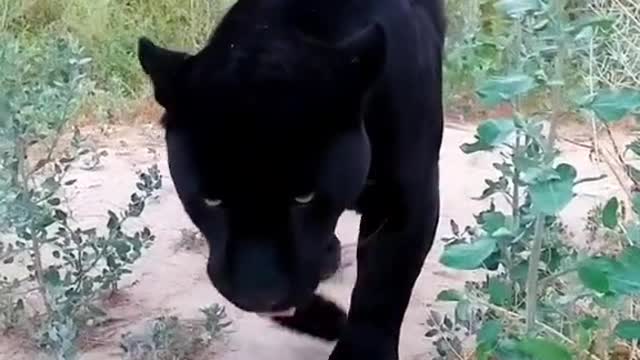 Black panther surprised 😯