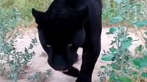 Black panther surprised 😯