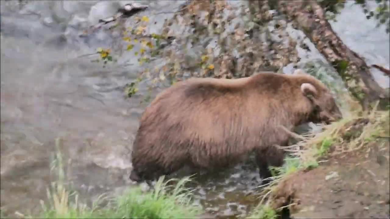 Brown Bears at Brooks Falls