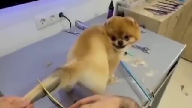 New style dog tail hair cutting