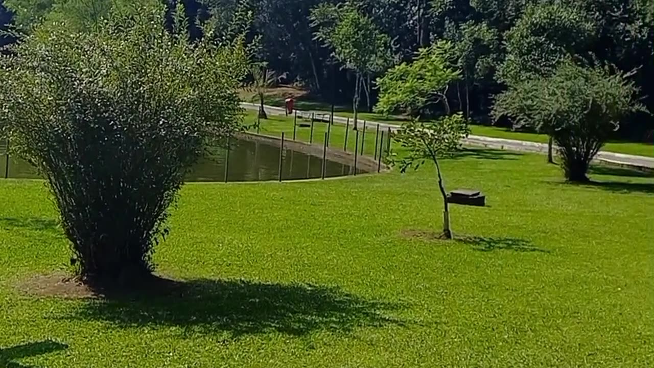 Parque dos pinheiros